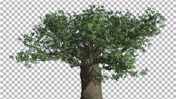 Crown of Madagascan Baobab Tree Swaying