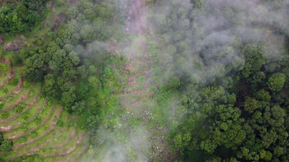 Aerial top down view banana tree and plantation