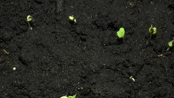 Young Green Sprouts On Black Organic Soil