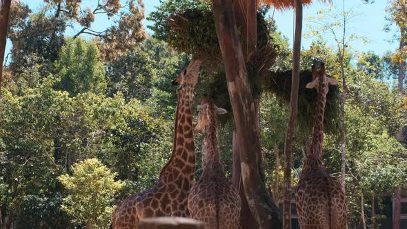 Giraffes Eating in the Zoo