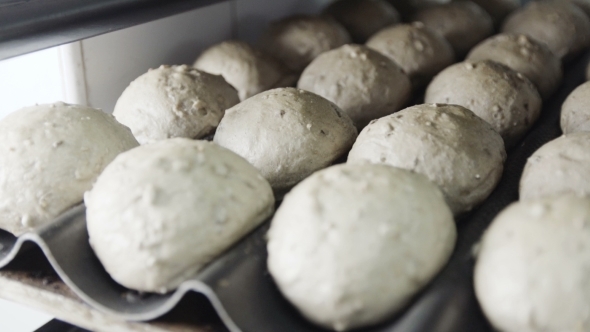 Fresh Buns In The Oven Prepare For Bake