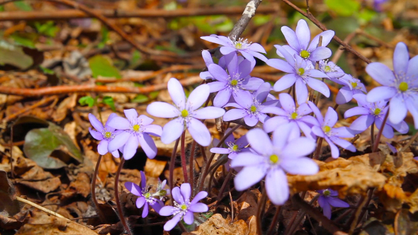 Spring Flowers