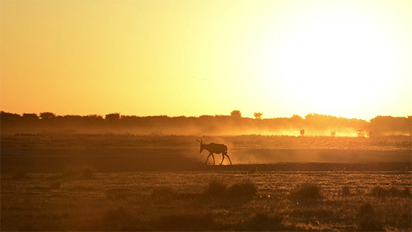 Africa Sunset Impala