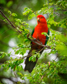 King parrot - PhotoDune Item for Sale