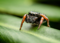 jumping spider - PhotoDune Item for Sale