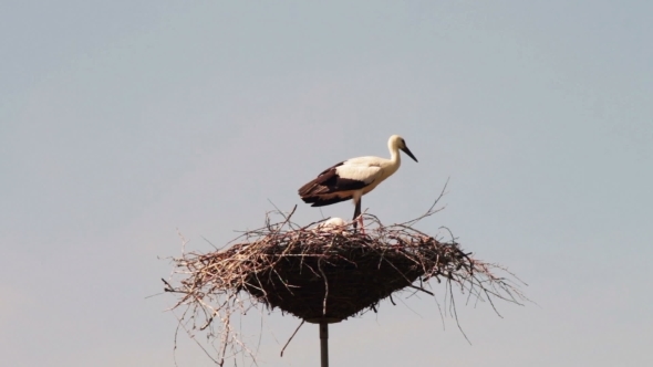 Storks Are Sitting In a Nest On a Pillar