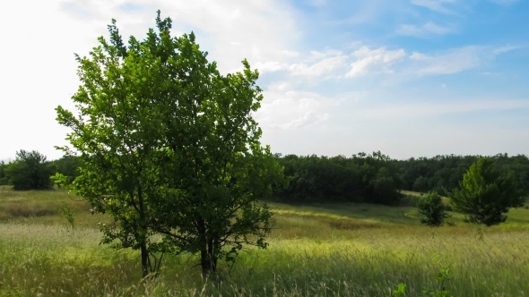 Landscape Field, Trees, Moving Clouds And Sun.