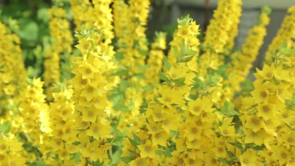 Beautiful Flowers Loosestrife