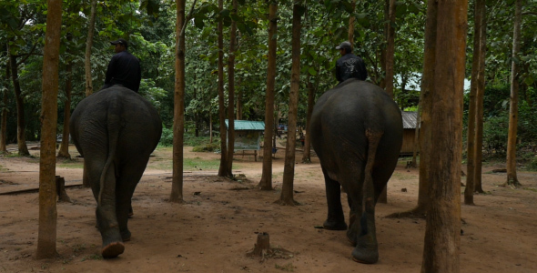 Mahouts Rides Their Elephants Walking