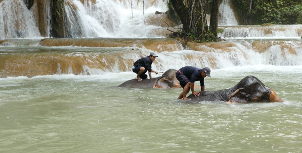 Elephants Bathing