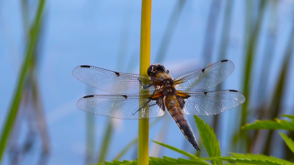 Dragonfly Sits And Then Flies Away