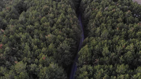 Drone Flight over a Coniferous Forest and a Road