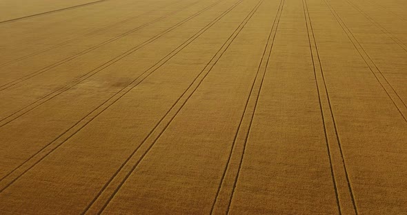 Flying Over Large Fields Of Yellow Wheat