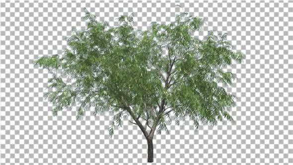 Honey Mesquite Tree Flowers Thin Trunk Narrow alt