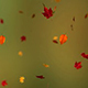 Falling Leaves