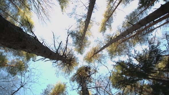 Trunks Of High Pine Trees