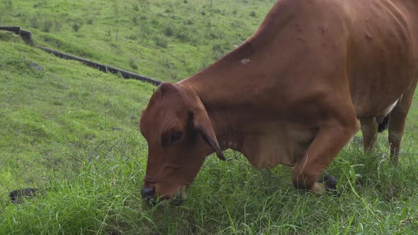 A brown cow eats herbs happily on a farm