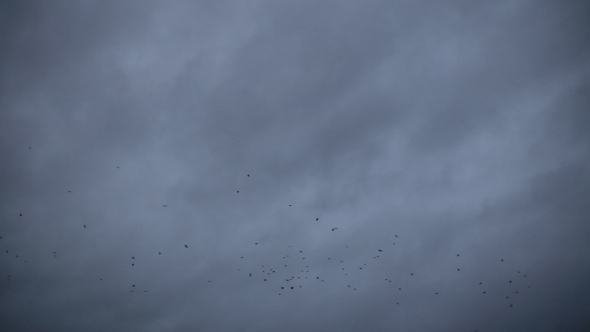 Birds On Dark Sky