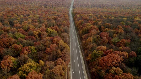 Autumn Landscape of a Beautiful Forest Straight Asphalt Road with Cars Moving on