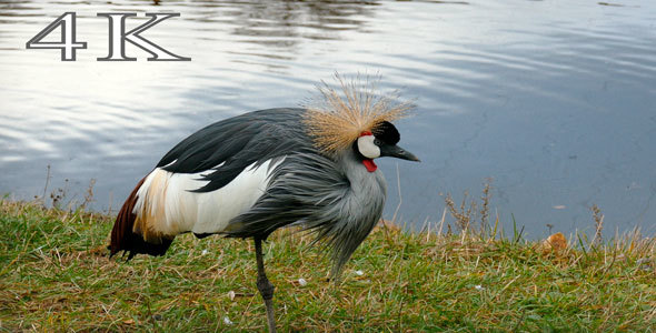 Bird. Crowned Crane.