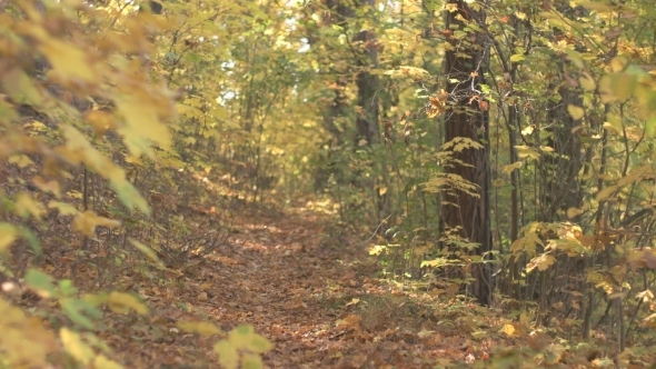 Fall Season In The Forest