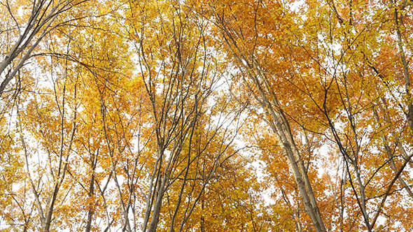 Look Up in the Autumn Forest