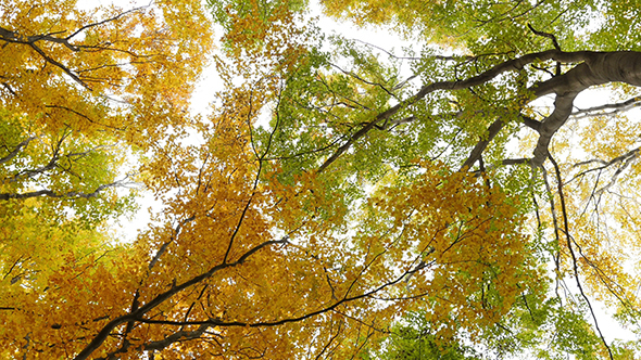 Look Up in the Autumn Forest 2