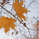 Tree Leaves on the Wind in Autumn Evening  - VideoHive Item for Sale