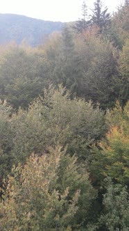 Aerial View of Trees in the Forest