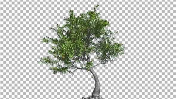 Red Mangrove Thin Crooked Trunk Tree Green Leaves alt