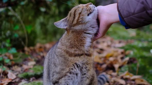 A Hand Caresses a Tabby Cat in the Forest