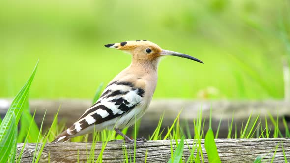 Eurasian Hoopoe