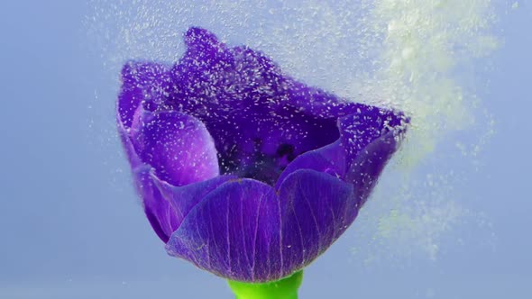 A Beautiful Purple Flower