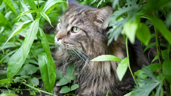 Big Gray Cat Sitting in the Garden Bush