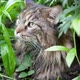 Big Gray Cat Sitting in the Garden Bush - VideoHive Item for Sale