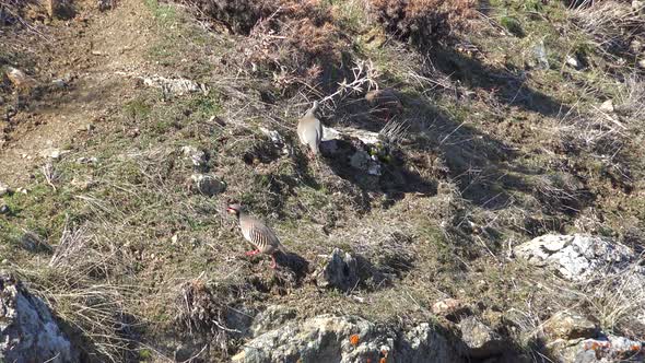Natural Real Wild Chukar Partridges