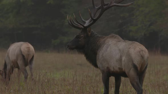 Elk in a pasture