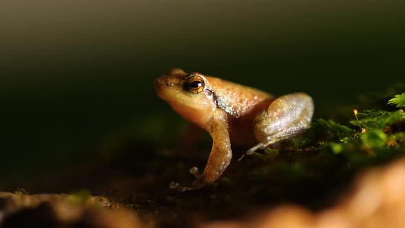 A Dancing Frog male  reverse angle of the Micrixalus variety found in Amboli sitting on a moss cover