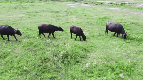 Herd of Buffalo in Wild Nature at Meadow Wildlife Safari Animal Breeding Ecology Exploration Power