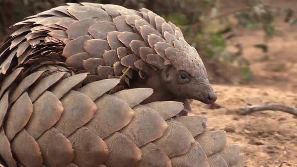 Close view of African pangolin lying on ground and curling up