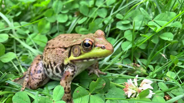 Close Up of a Green Common Water Frog Sitting on Leaves and Grass