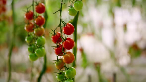 Red Green Cherry Tomato Hanging Branch Plant Closeup