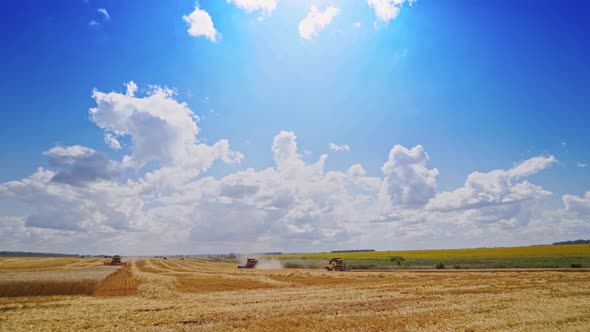Combines harvester in action on wheat field. Summer landscape of endless fields under blue sky