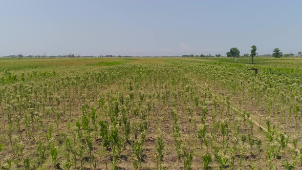 Tobacco Plantation in Indonesia