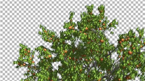Peach Top of Tree Crown With Fruits Peaches alt
