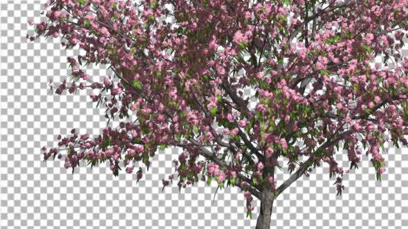 Peach Thin Tree Crown With Pink Flowers