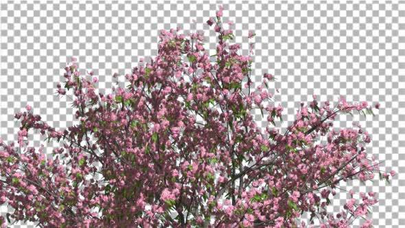 Peach Tree Crown With Pink Flowers Fluttering
