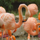 Flamingos - VideoHive Item for Sale