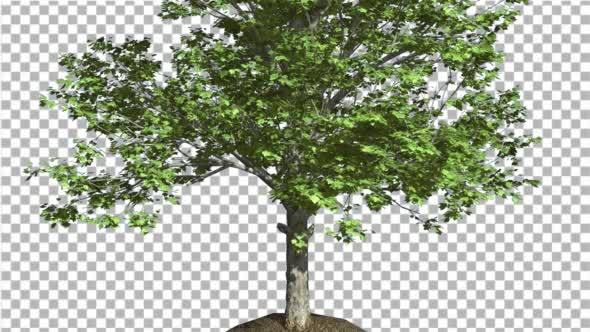 Red Maple Tree Trunk And Crown With Green Leaves alt