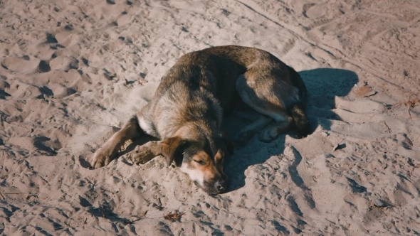 Homeless Dog Lying On The Sand